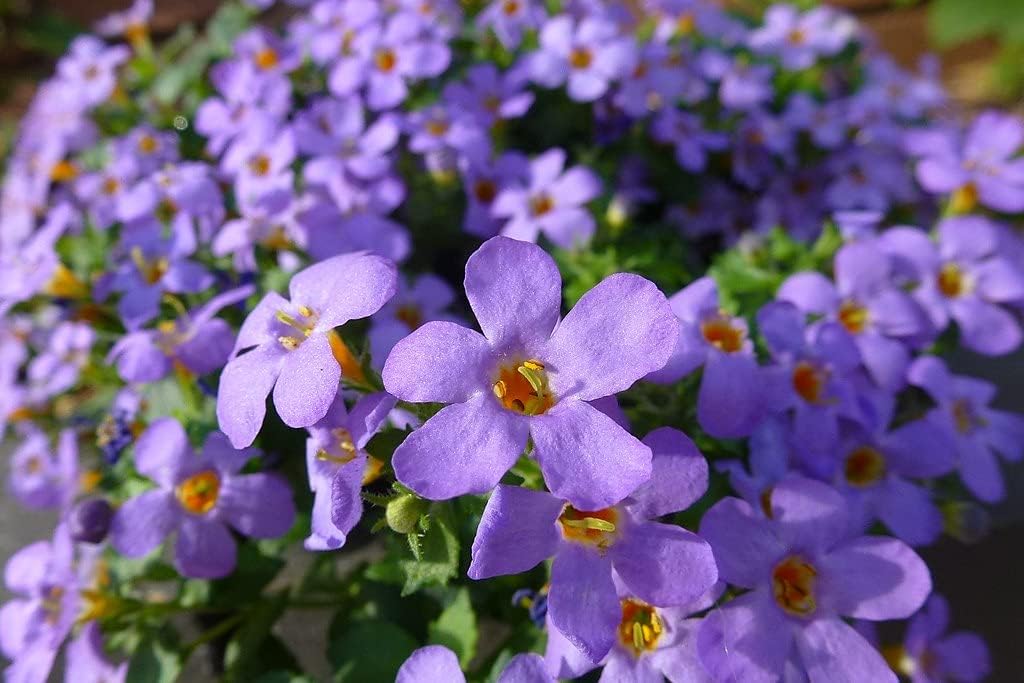 Bacopa Blutopia Flower seeds for Planting - Premium Quality, Heirloom & GMO Free Seeds for Home Garden
Sale seeds for home garden