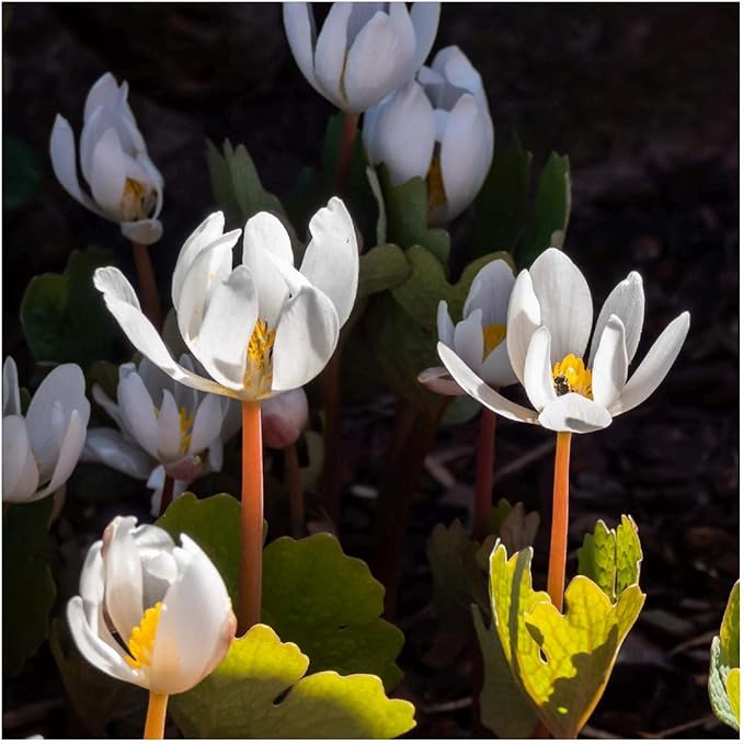 Bloodroot Wildflower Sanguinaria canadensis Seeds for Planting in Woodland Garden & Landscape