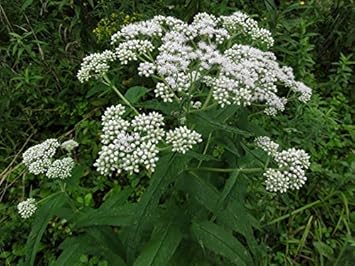 White Eupatorium Perfoliatum Flower seeds for Planting - Vibrant Colors, Heirloom & GMO Free Seeds for Home Garden
Sale seeds for planting in home garden