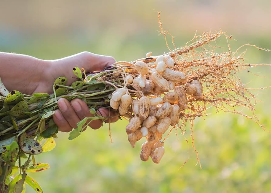 Evergrowseeds Peanut Goober Arachis hypogaea vegetable seeds for planting in garden, 20-pack of pea plant seeds with seed packets