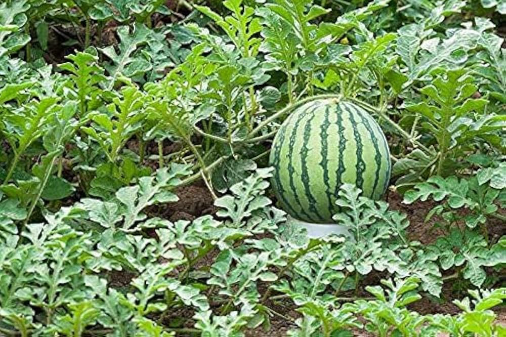 Melone Chayka Seeds for Planting vegetable patch