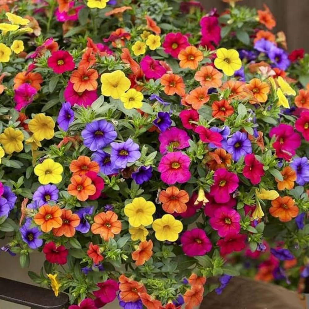 Petunia spp. Seeds for Planting in Flower Bed and Garden House