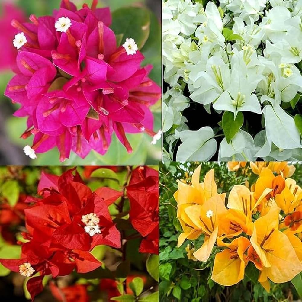 Bougainvillea Bougainvillea spp. Seeds for Planting in Tropical Garden