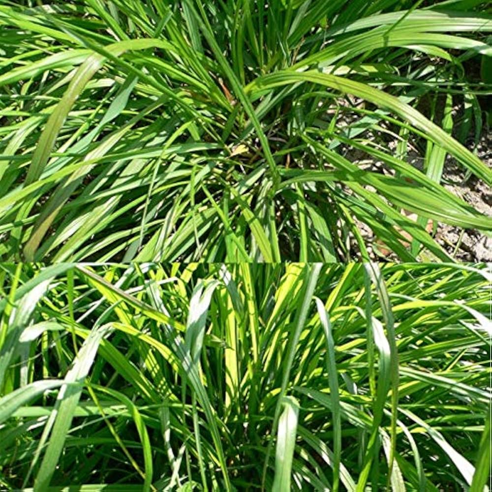Evergrowseeds Cymbopogon Flexuosus lemongrass plant seeds in a pack of 20 for gardening and planting in outdoor gardens.