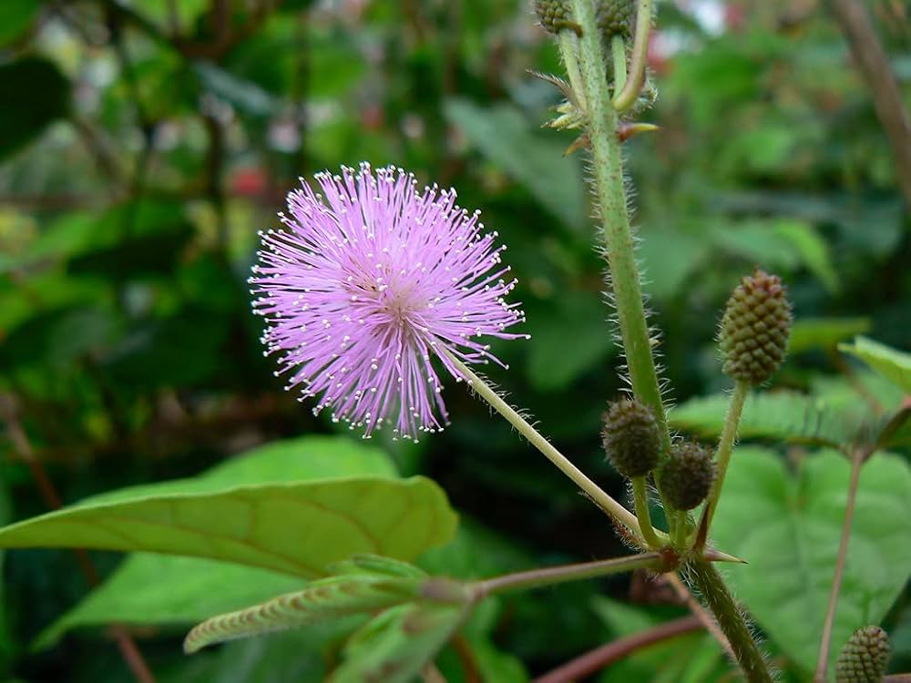 Mimosa Pudica, Touch me not, Lajalu, Sensitive Plant seeds for Planting - Cut Flower Favorite, Heirloom & GMO Free Seeds