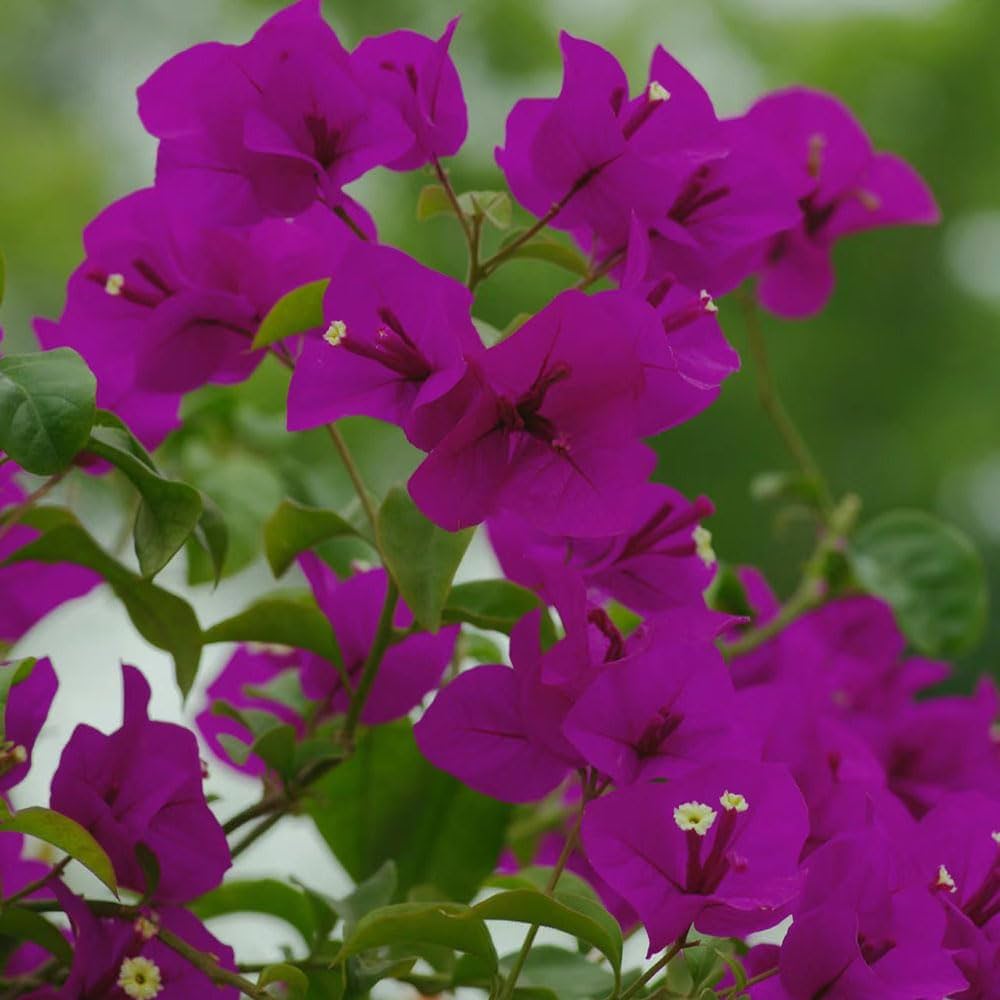Bougainvillea Spectabilis Bougainvillea spp. Seeds for Planting - Ideal for Flower Bed & Vertical Garden