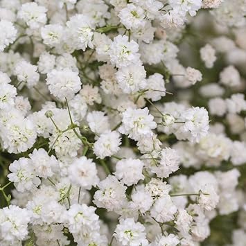Baby's-Breath Flower seeds for Planting - Bright Blooms, Heirloom & GMO Free Seeds for Home Garden
Sale for planting in home garden.