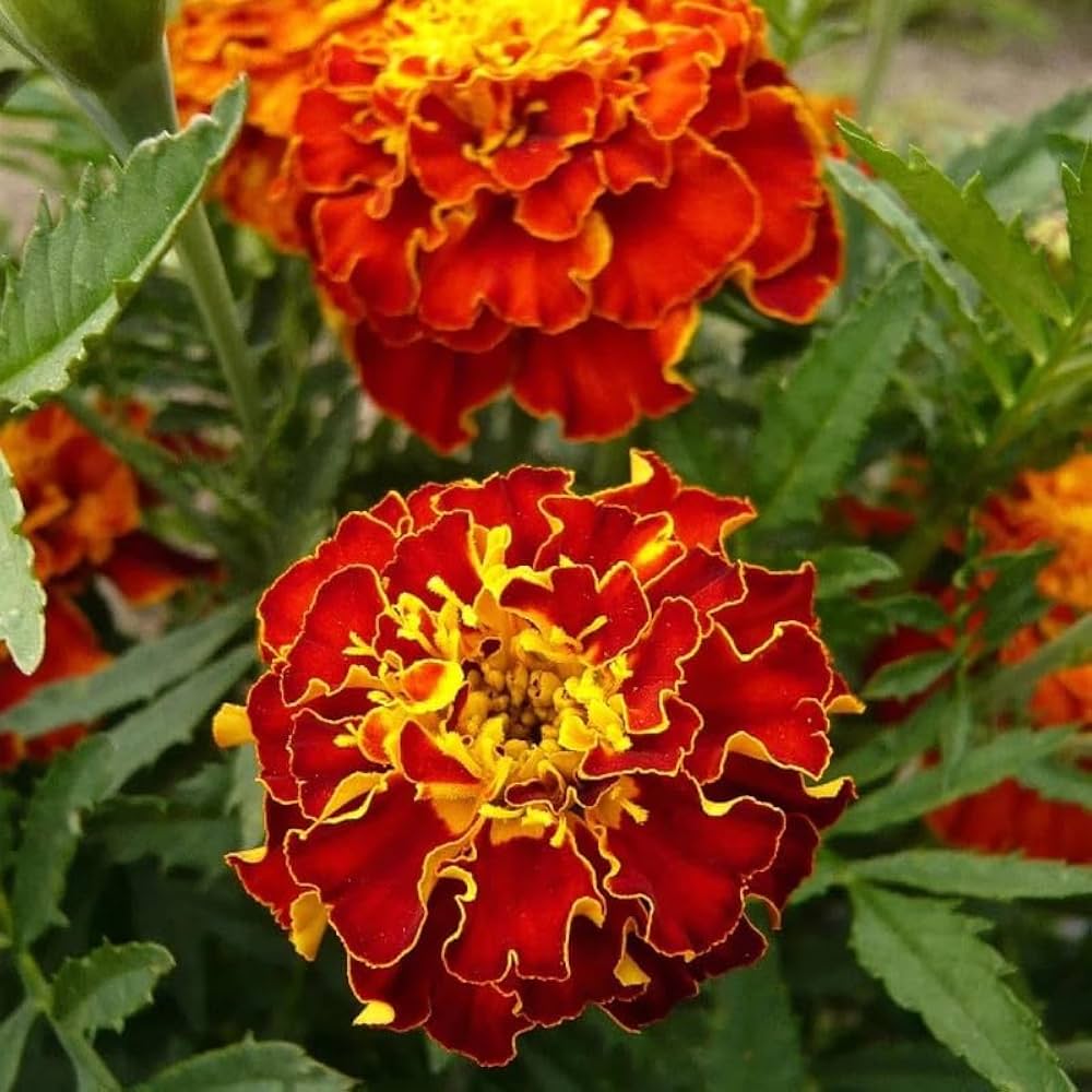 Red Flower Pot Flower seeds for Planting - Vibrant Colors, Heirloom & GMO Free Seeds for Home Garden