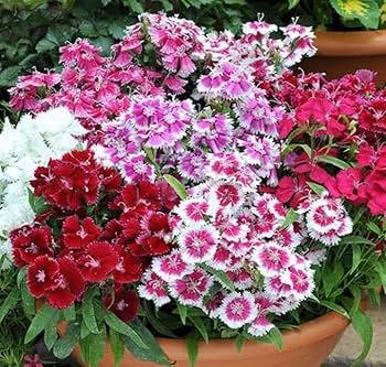 Dianthus Barbatus Seeds for Planting home garden flower bed