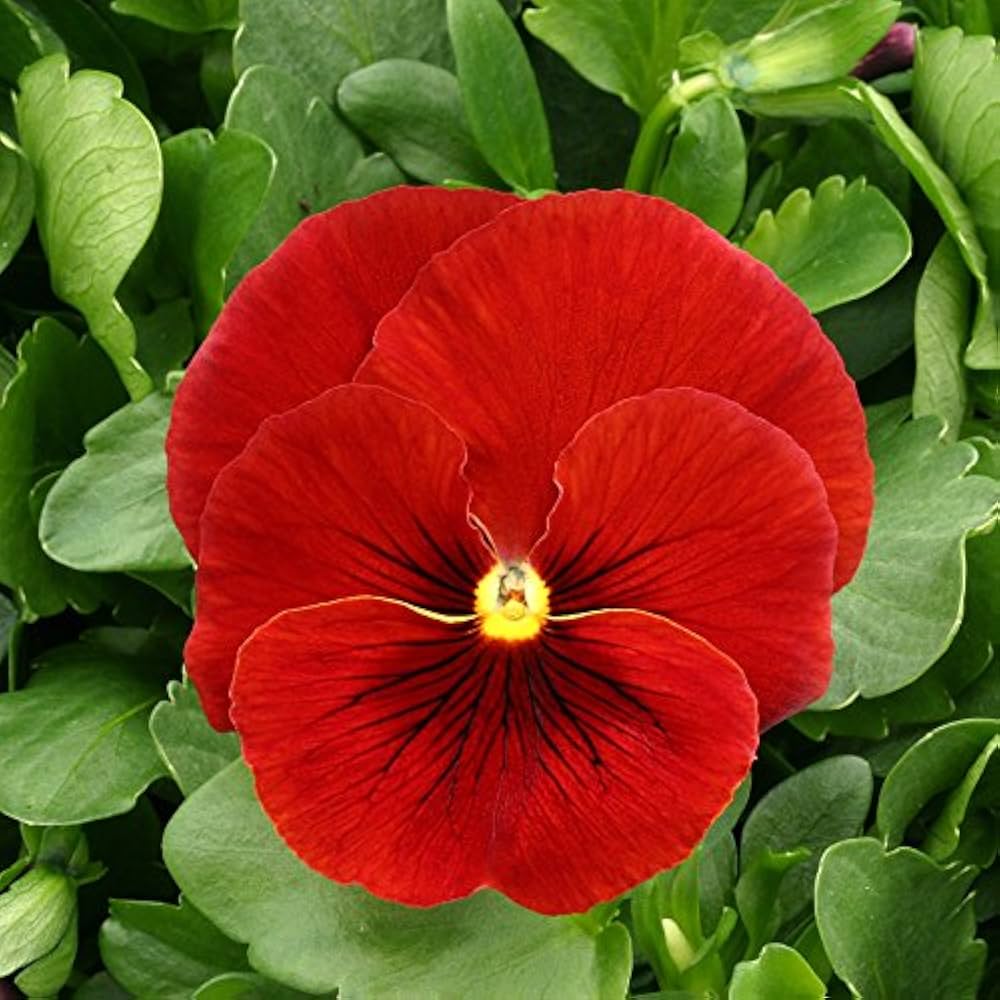 Pansy Viola Tricolor Red Seeds for Planting Window Boxes Flower Bed