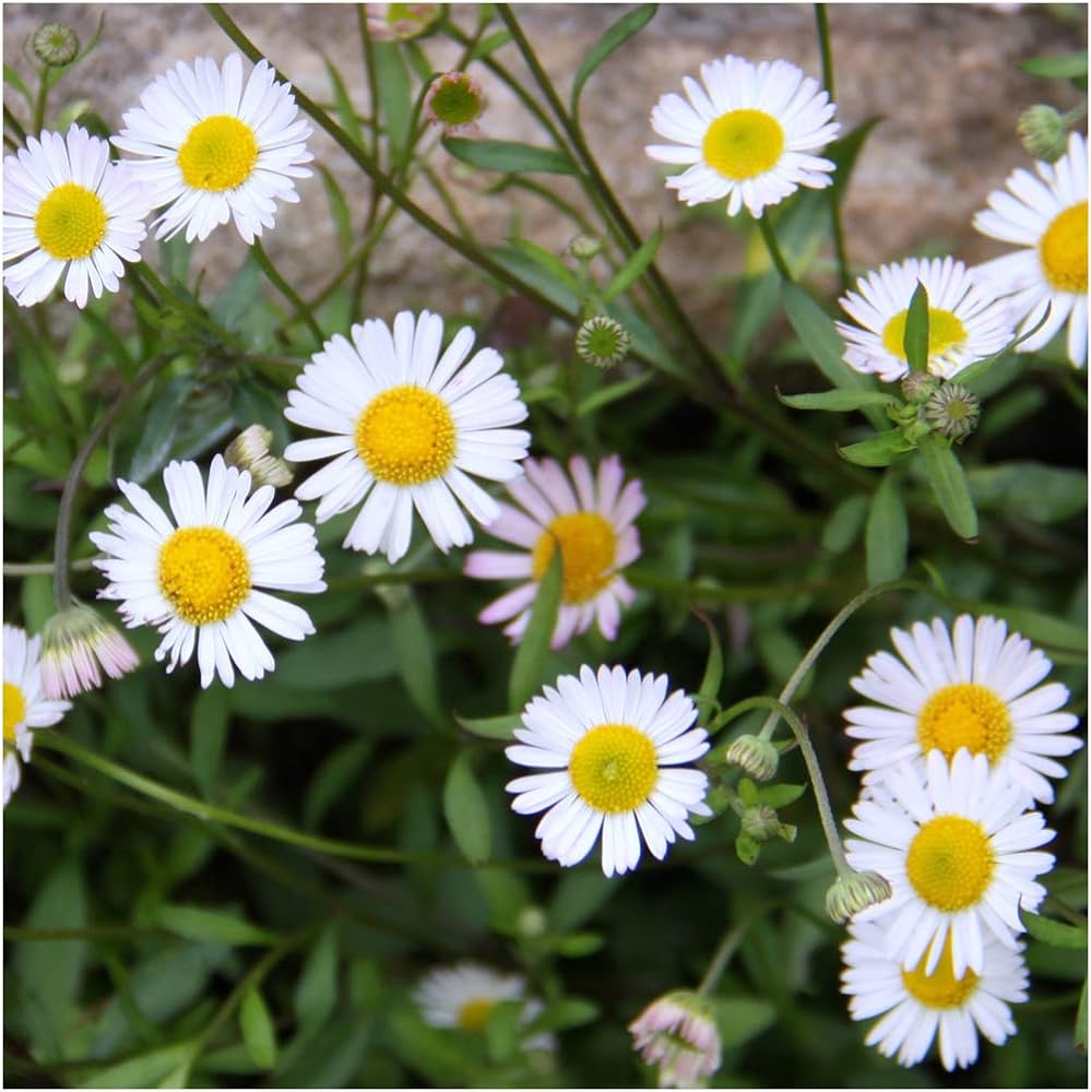 Mixed Karvinskianus Profusion Flower seeds blooming in flower beds, containers, borders, and pollinator-friendly gardens