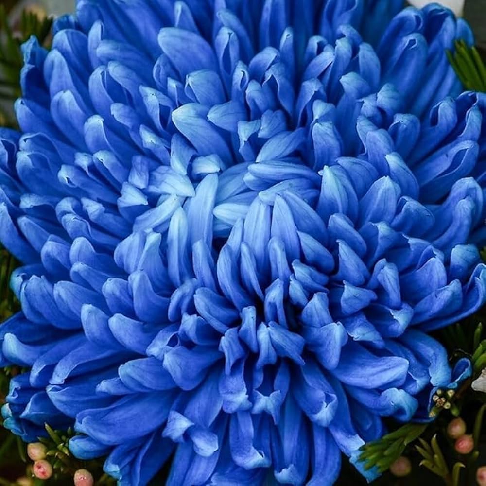 Chrysanthemum Blue White Flower seeds for Planting - Low Maintenance, Heirloom & GMO Free Seeds for Home Garden