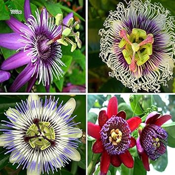 Mix Passiflora Flower seeds blooming in flower beds, containers, borders, and pollinator-friendly gardens