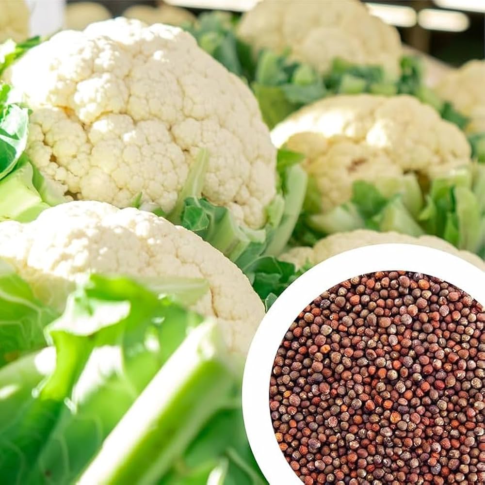 Cauliflower Seeds for Planting Brassica Oleracea vegetable patch urban garden