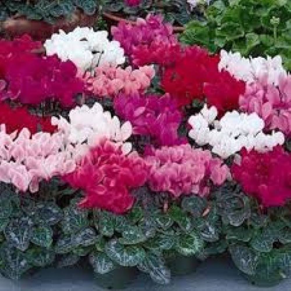 Cyclamen Seeds for Planting Cyclamen persicum Alpenveilchen for shaded patios and pots