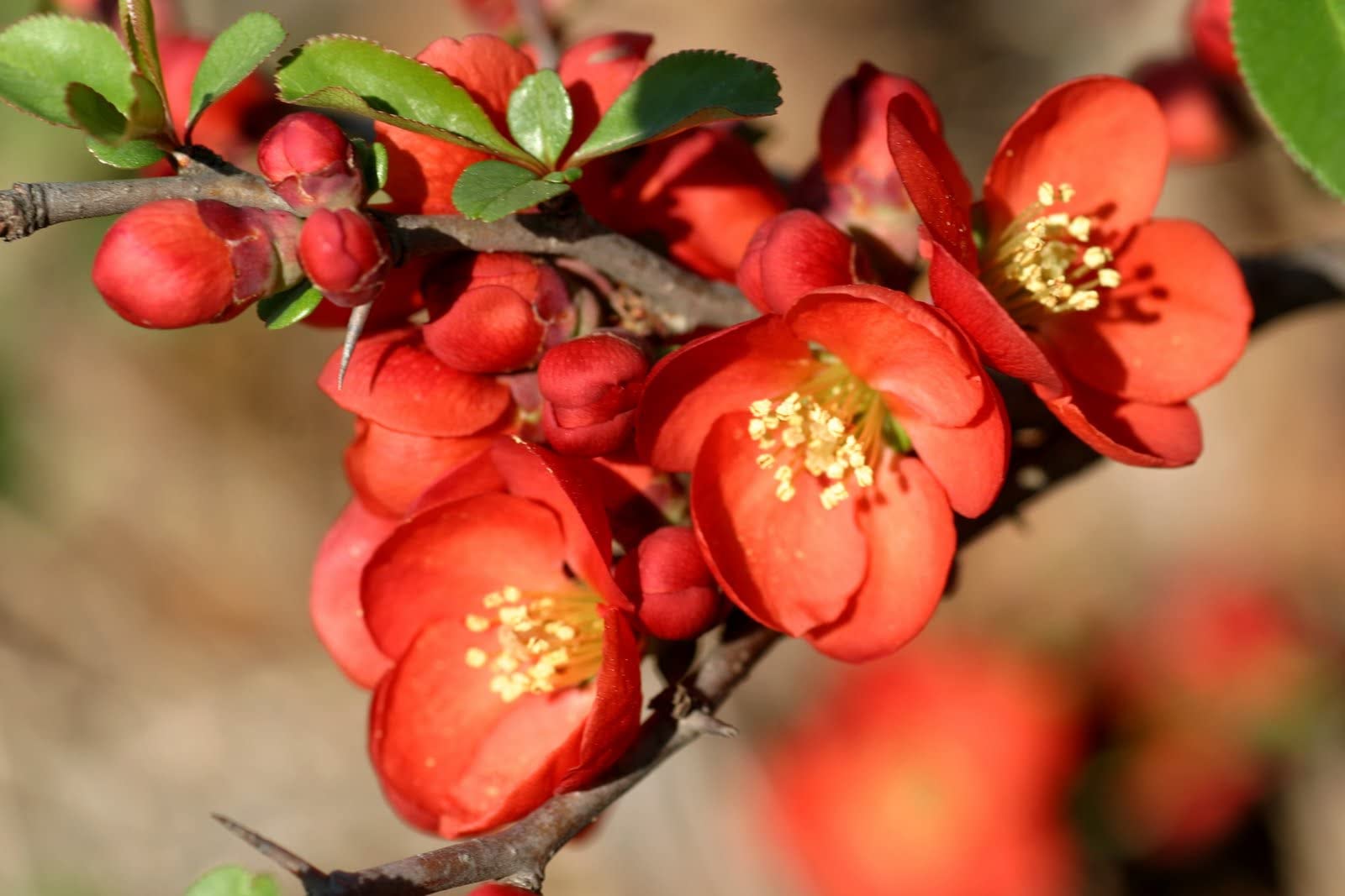 Japanese Quince Chaenomeles japonica Seeds for Planting - Great for Flower Bed & Urban Garden