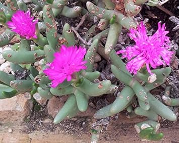 Pink Namaquanthus Flower seeds blooming in flower beds, containers, borders, and pollinator-friendly gardens