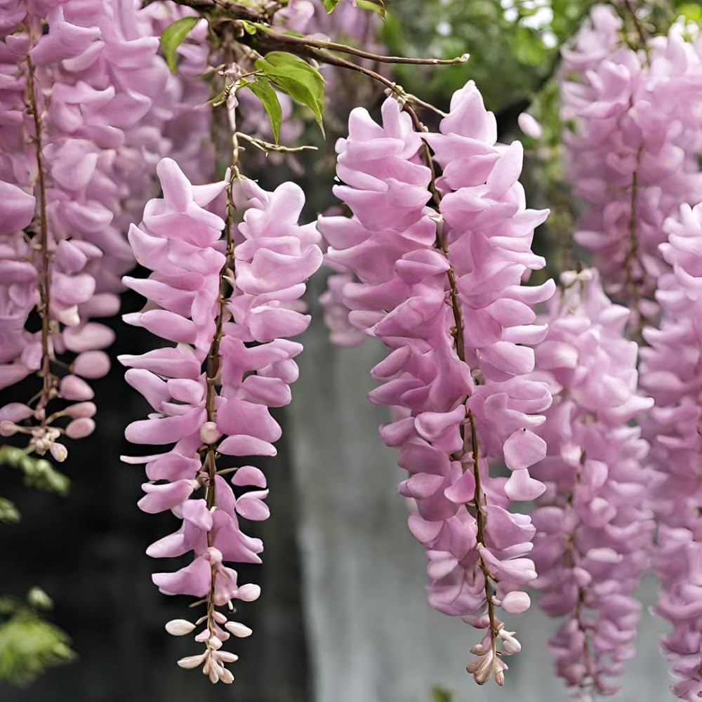 Pink Wisteria Flower seeds blooming in flower beds, containers, borders, and pollinator-friendly gardens
