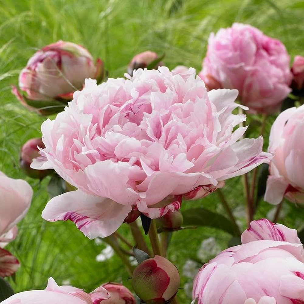 Fernleaf Peony Seeds for Planting Paeonia tenuifolia for flower beds and perennial gardens
