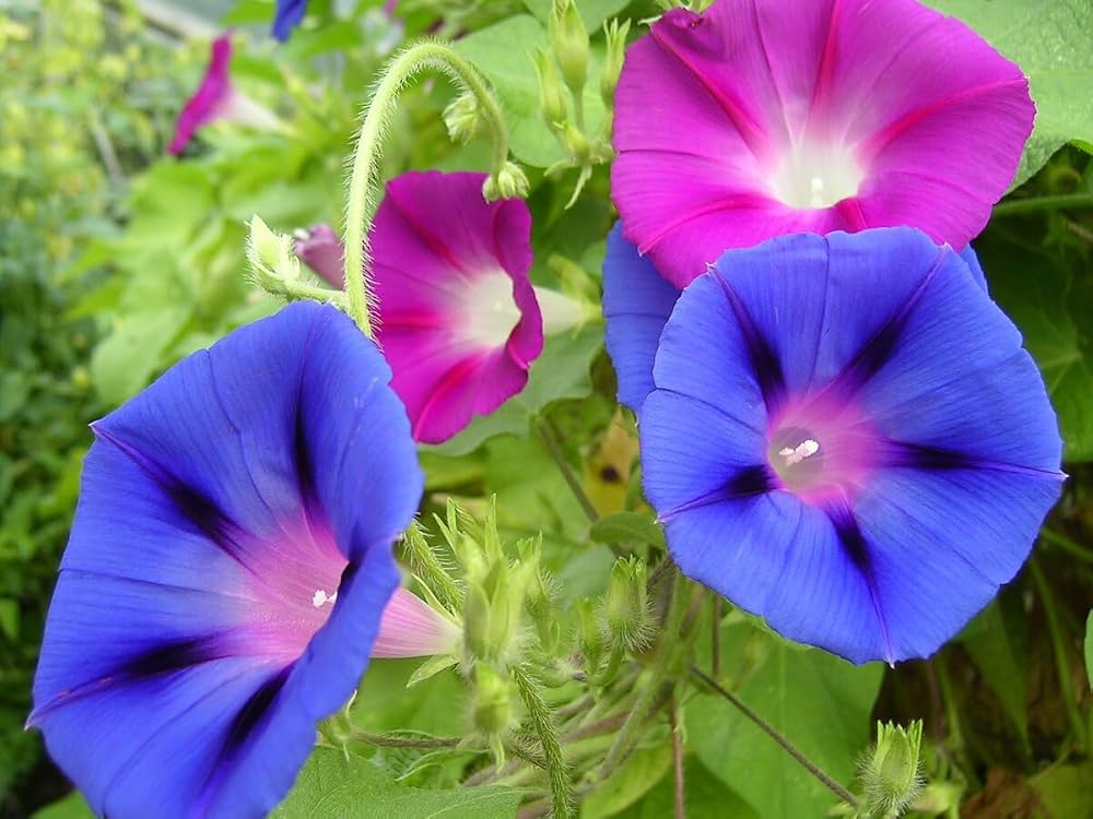 Morning Glory Ipomoea purpurea Seeds for Planting - Great for Flower Bed & Urban Garden