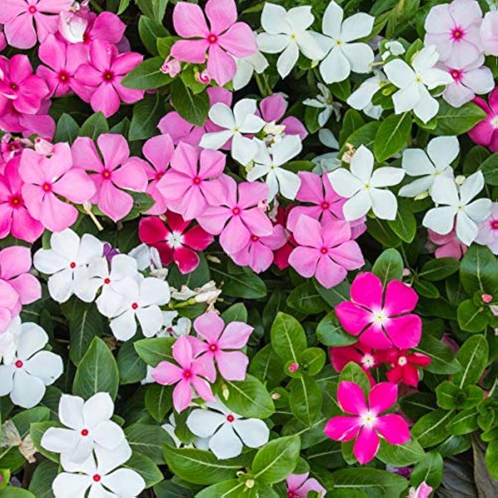 Vinca Mix Seeds for Planting Colorful Annual Blooms for Your Garden - Evergrowseeds