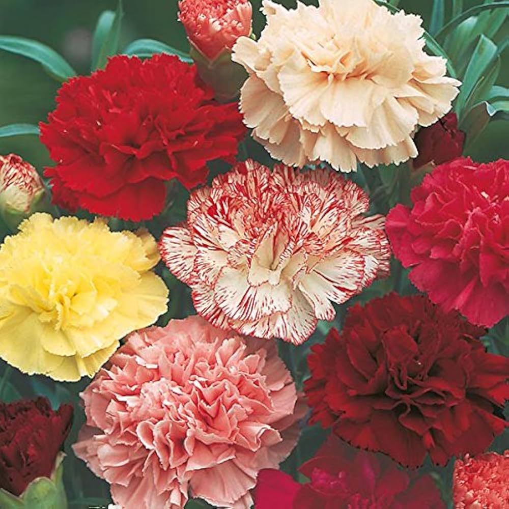 Mixed Color Carnation Flower Seeds for Fragrant, Colorful Blooms