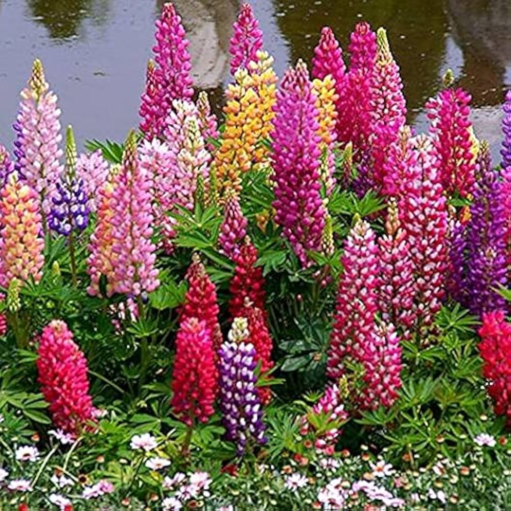 Mixed Lupine Flower Lupinus polyphyllus Seeds for Planting home garden flower bed