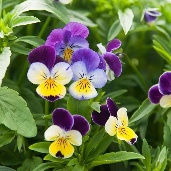 Viola – Johnny Jump-Up Viola tricolor Flower Seeds for Planting in Garden