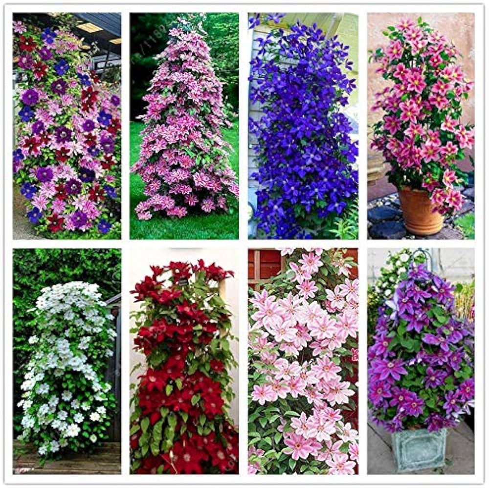 Mixed Colors Clematis Flower Vines Perennial Climbing Flower seeds for Planting - Garden Favorite, Heirloom & GMO Free Seeds for Home Garden
Sale seeds for home garden