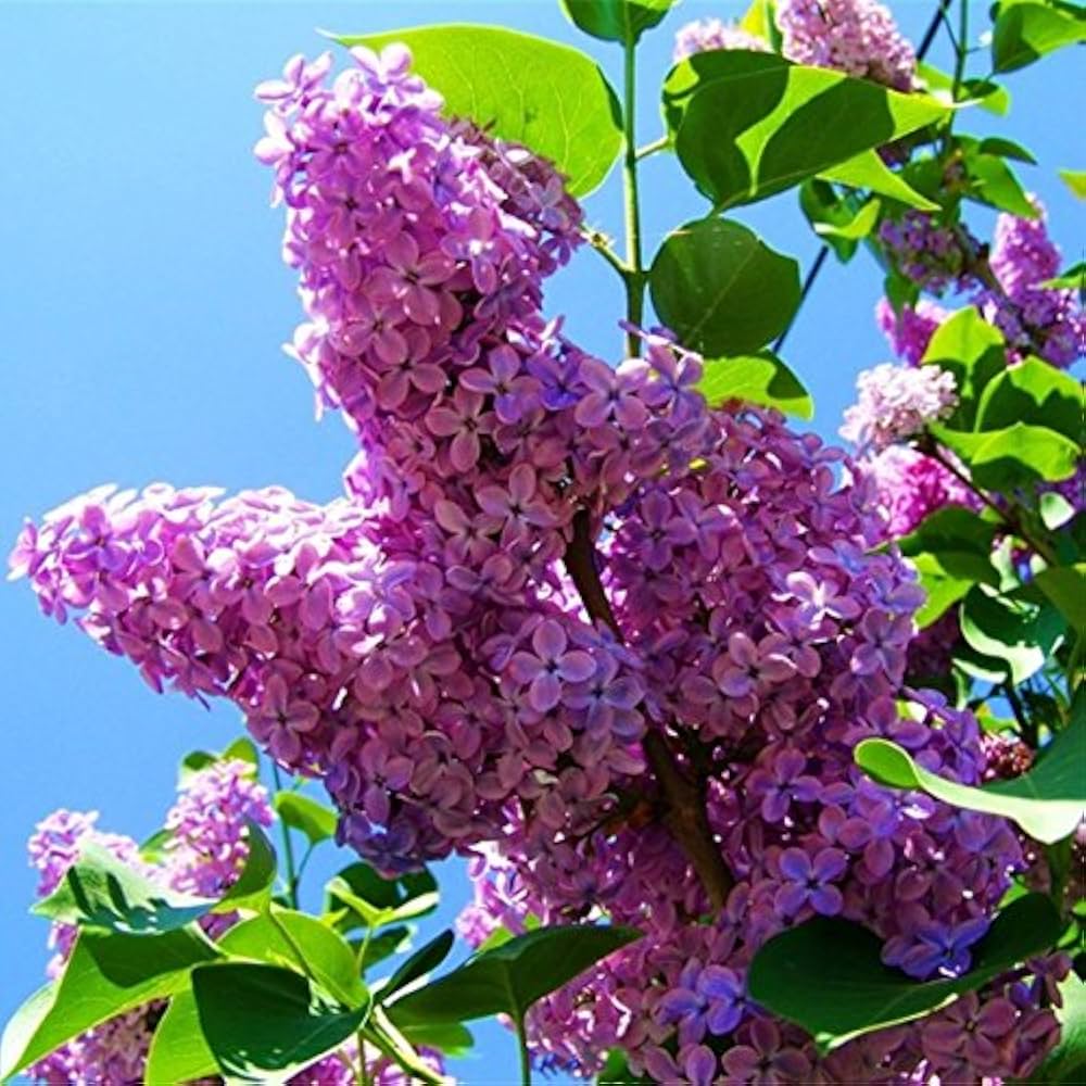 Purple Fragrant Flower seeds blooming in flower beds, containers, borders, and pollinator-friendly gardens