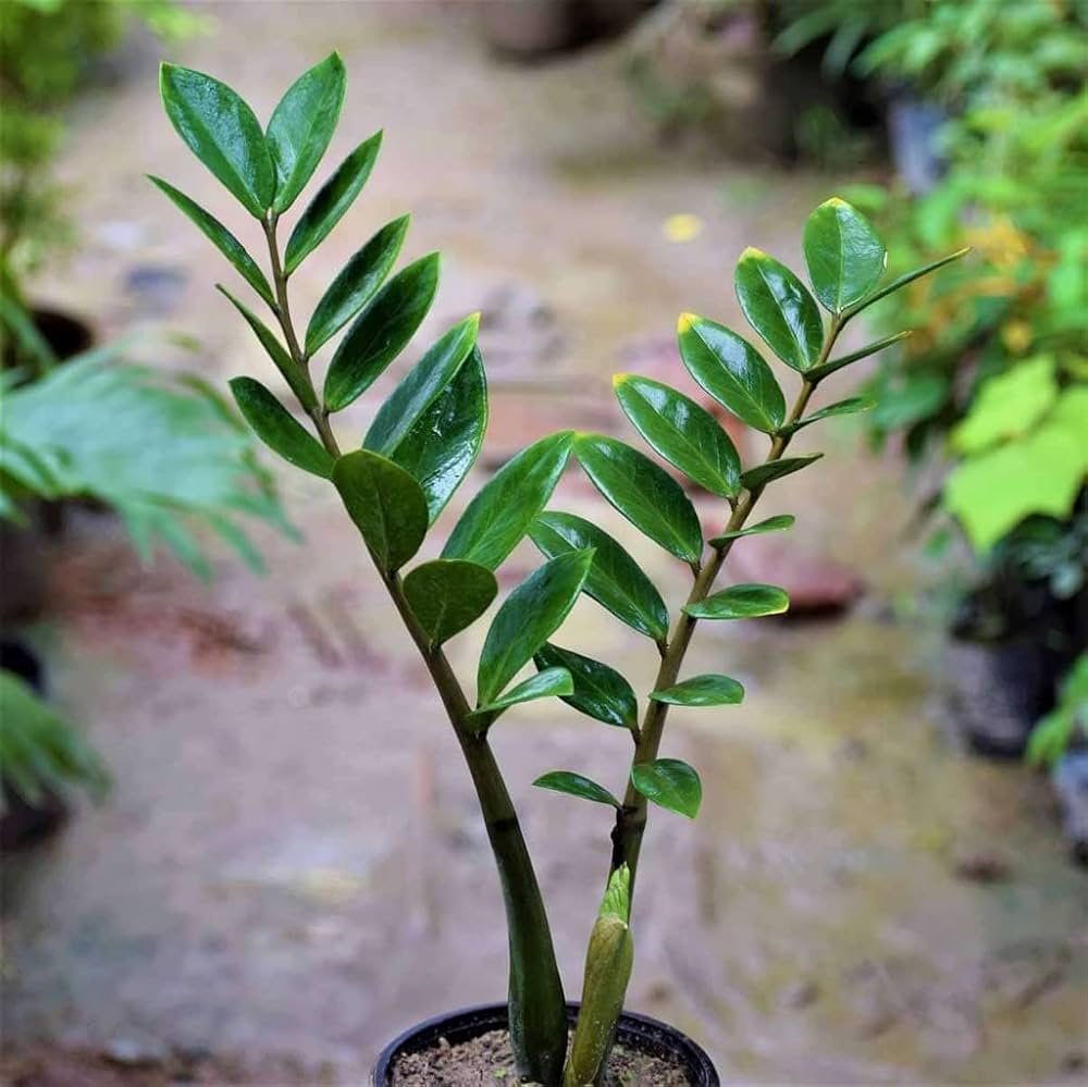Zamioculcas Zamiifolia Plant Seeds for Planting Seed for Thriving Indoor Greenery and Easy Care in Your Home