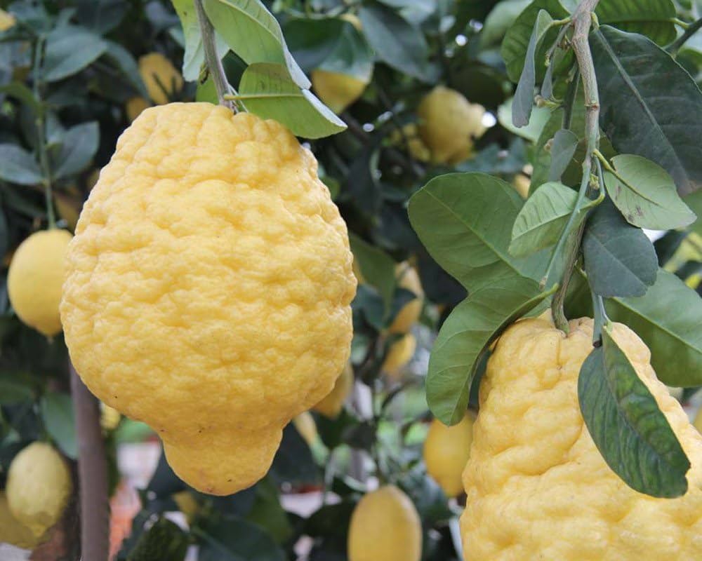 Yellow Citron Citrus Seeds for Easy Planting