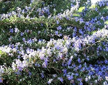 Purple Rosmarinus Flower seeds blooming in flower beds, containers, borders, and pollinator-friendly gardens
