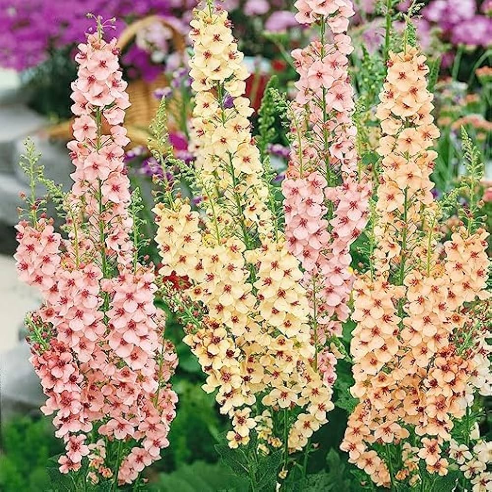 Mixed Mullein Flower seeds blooming in flower beds, containers, borders, and pollinator-friendly gardens