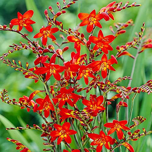 Bressingham Flower seeds for Planting - Hardy Variety, Heirloom & GMO Free Seeds for Home Garden