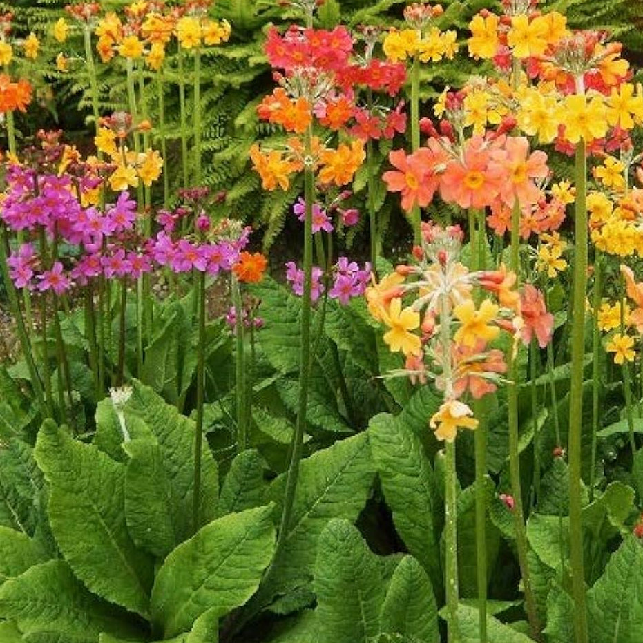 Candelabra Primrose Primula denticulata Seeds for Planting in Flower Bed