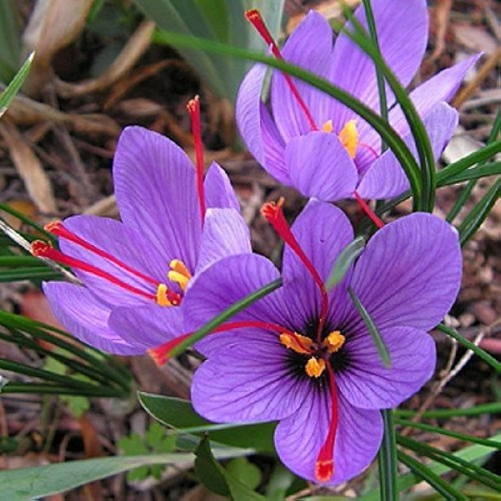 Crocus Sativus Flower seeds for Planting Shade Tolerant Heirloom & GMO Free Seeds for Home Garden