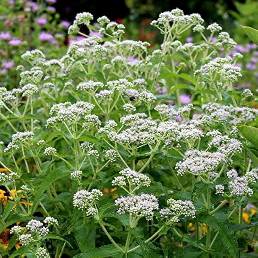 Eupatorium Boneset Eupatorium perfoliatum Flower Seeds for Planting in Herb Garden and Woodland