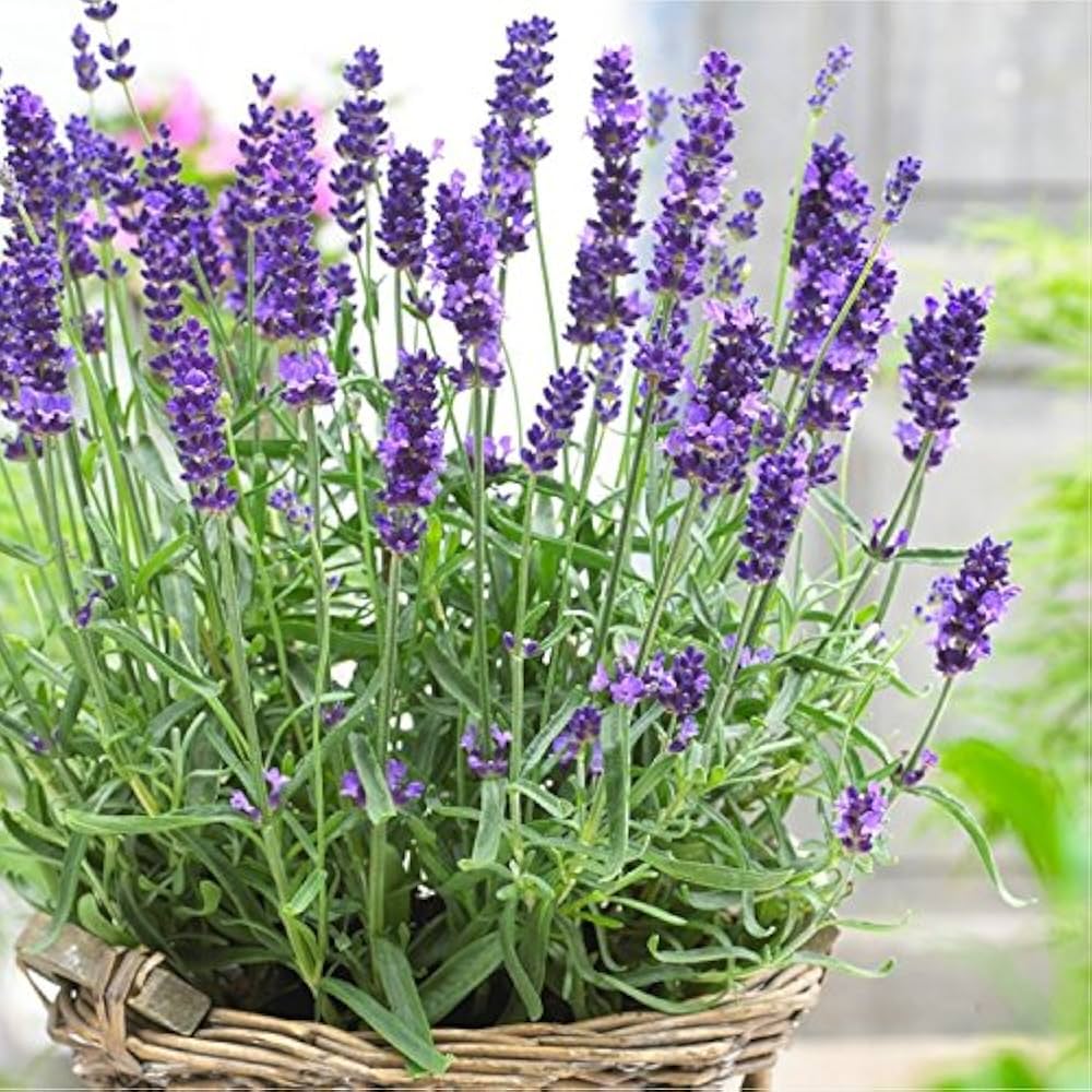 Lavendula Angustifolia Lavender Flower Seeds for Planting in Herb Garden and Flower Bed