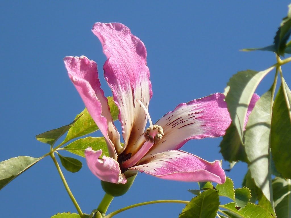 Chorisia (Chorisia Speciosa) seeds for planting in home garden