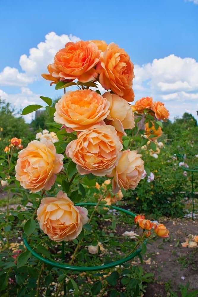Orange Climbing Rose Flower seeds for Planting Pollinator Friendly Heirloom & GMO Free Seeds for Home Garden