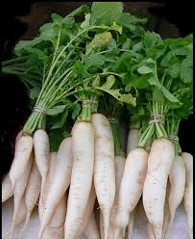 Japanese Minowase Daikon Radish Seeds for Planting Organic Garden