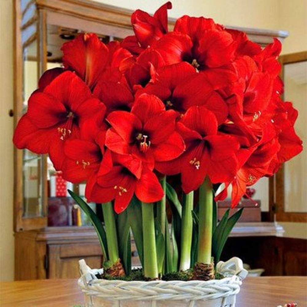 Red Amaryllis Barbados Flower Seeds for Planting Compact Growth Heirloom & GMO Free Seeds for Home Garden
Sale