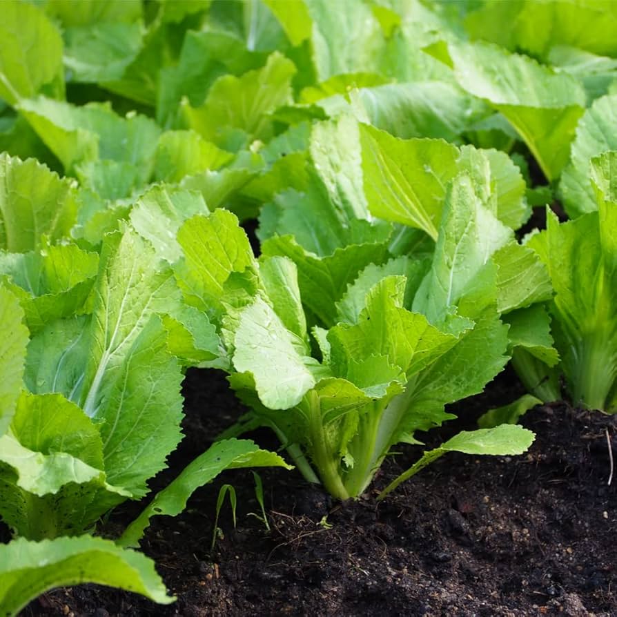 Florida Mustard Seeds for Planting Brassica juncea for vegetable gardens and home orchards