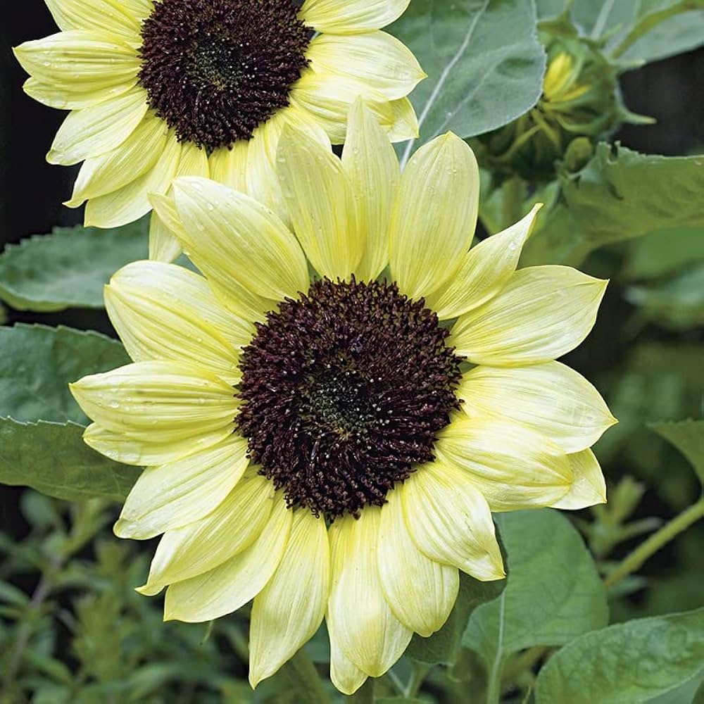 Vanilla Ice Sunflower Long-Lasting Annual Flower Seeds for Beautiful Yellow Blooms