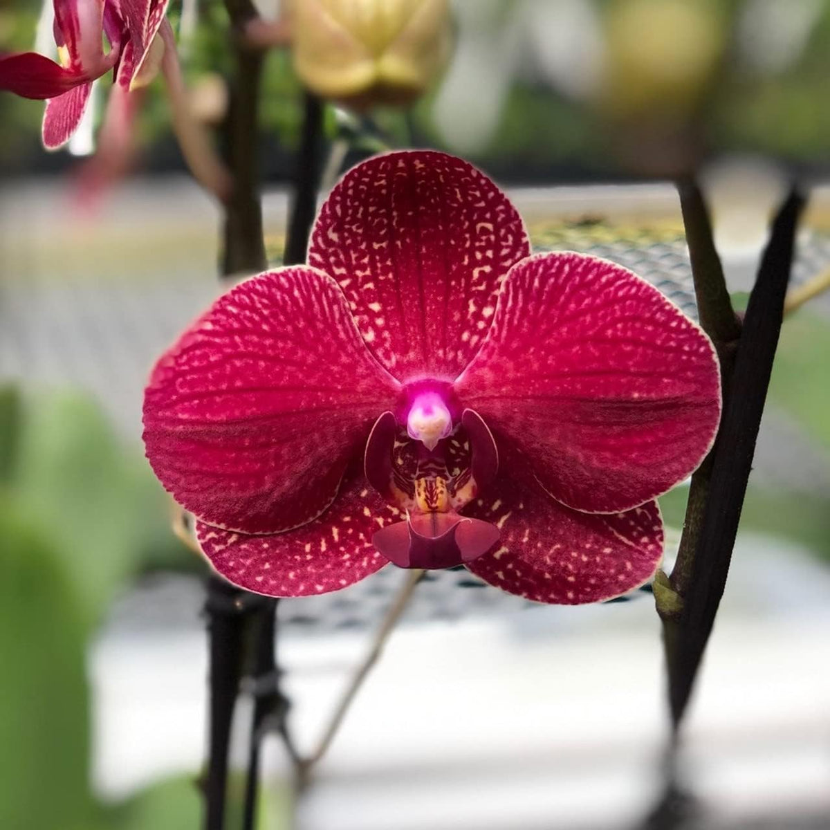 Deep Red Phalaenopsis Orchid Flower Seeds Flower seeds for Planting Colorful Display Heirloom & GMO Free Seeds for Home Garden
Sale for planting in home garden