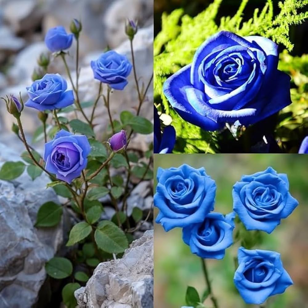 Blue MultiColor Rose Flower Seeds for Planting Cut Flower Favorite Heirloom & GMO Free Seeds for Home Garden
Sale