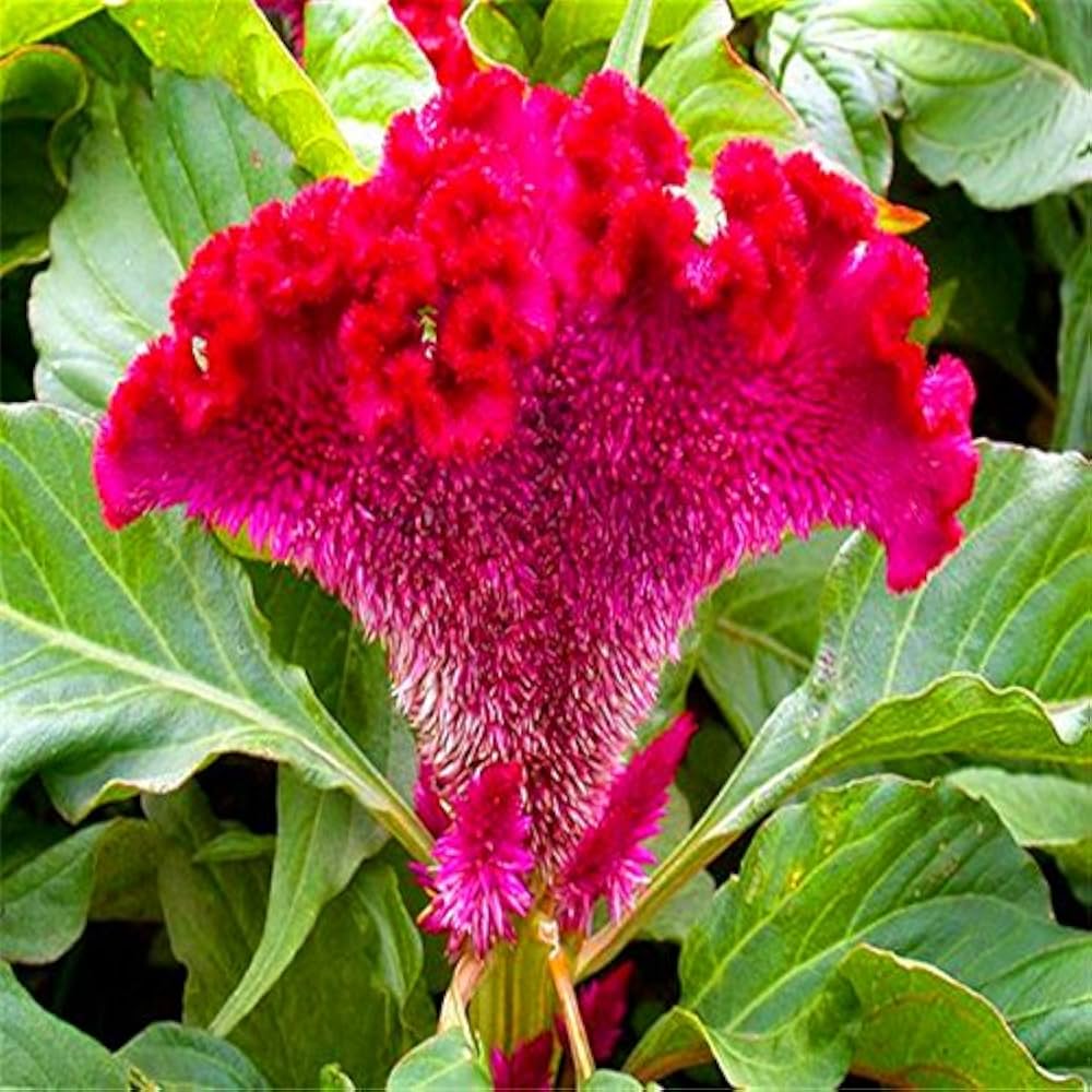Cockscomb Seeds for Planting Celosia Cristata flower bed tropical garden