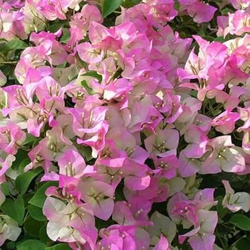 Pink & White Bougainvillea Flower seeds blooming in flower beds, containers, borders, and pollinator-friendly gardens