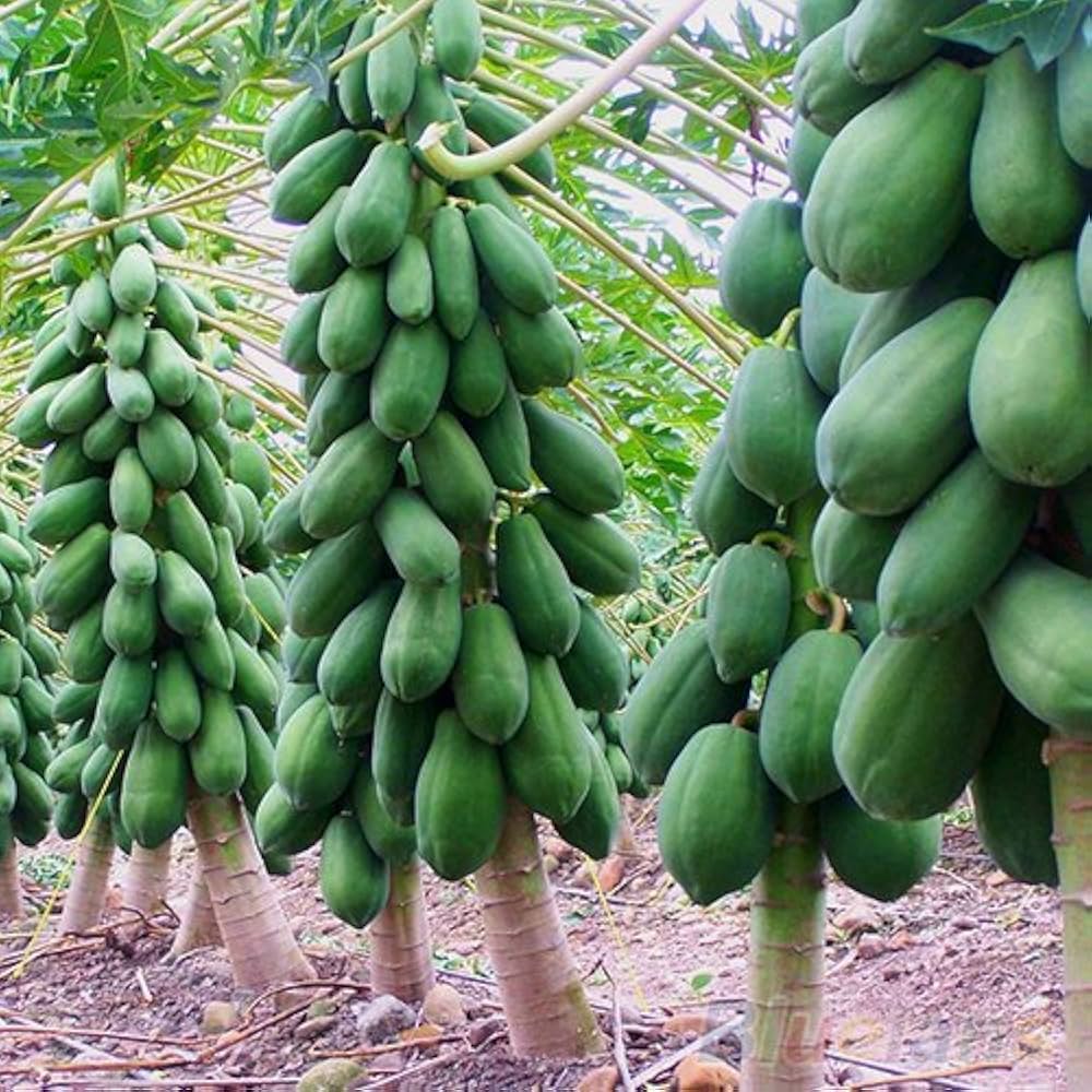 Guide to Planting Green Papaya Seeds